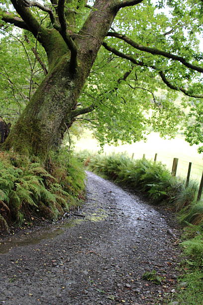 istock Country Lane Through Woodland 2238145088