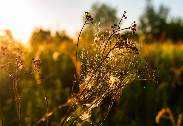 Evening sunlight glows through delicate dried plants covered with spiderwebs. The golden tones highlight natural textures and create a dreamy rural summer atmosphere in the meadow.