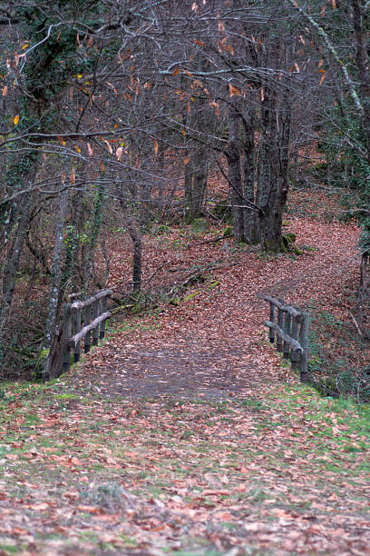 istock Wooden bridge in forest path covered with autumn leaves 2238146438