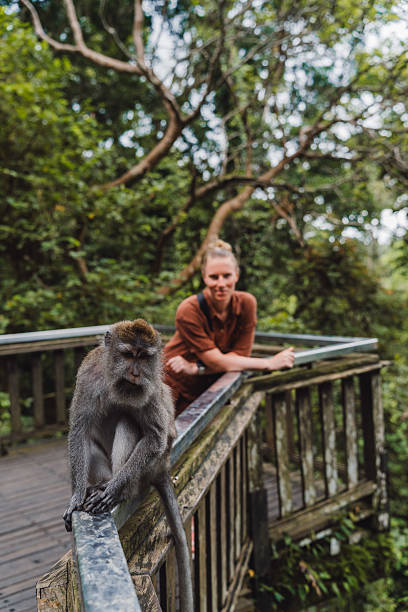 istock Monkey on railing in lush forest with person 2238147051