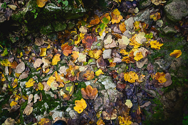 Colorful autumn leaves covering forest ground with mossy rocks