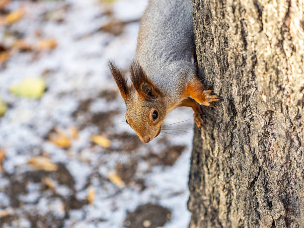 istock Portrait of a squirrel on a tree trunk 2238148243