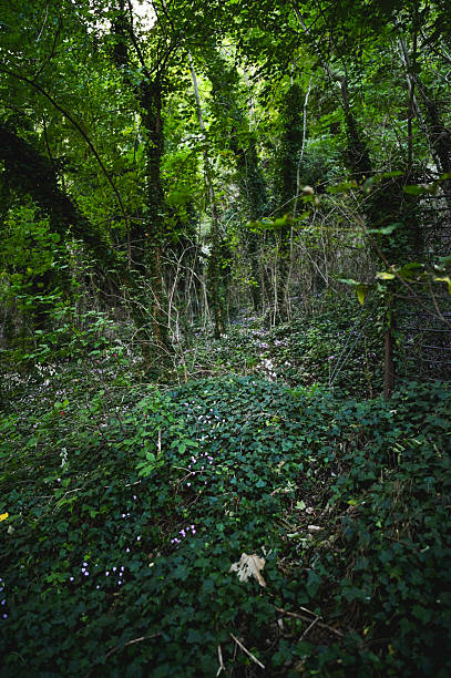 Lush ivy and vibrant undergrowth creating a rich, natural woodland environment