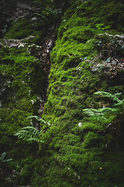 Moss and ferns covering a damp rock in a vibrant forest environment