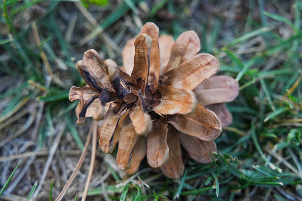 Close-up of a Pine Cone on a Tree Branch in Natural Light