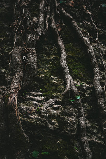 istock Tree roots gripping rocky, moss-covered forest ground 2238150983