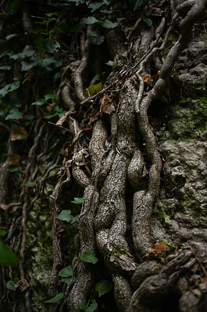 istock Intertwined tree roots and ivy climbing forest wall 2238151014