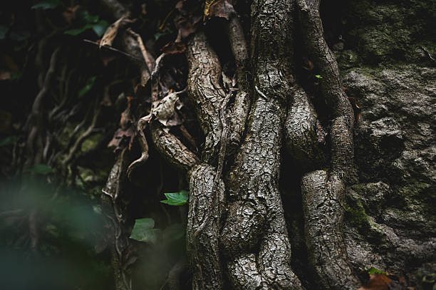 istock Gnarled tree roots growing on rocky forest ground 2238151126