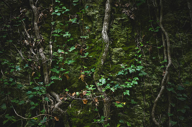 Ivy plants and moss covering a textured natural rock surface