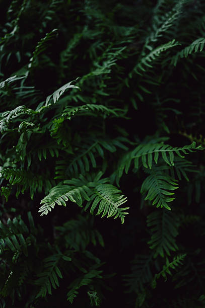 istock Lush green ferns growing in a dark forest 2238151243