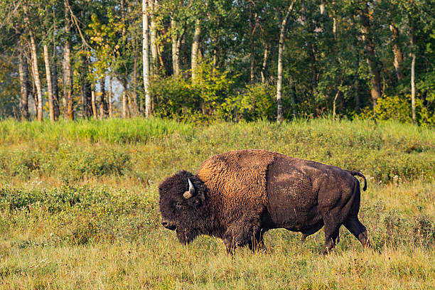 istock Bison grazing in green grass, Elk Island National Park, Alberta 2238152098