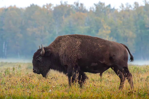 An American bison lowers its head to graze on fresh green grass near the forest edge in Elk Island National Park, Alberta, Canada. The image highlights the size, strength, and natural behavior of this iconic North American species, set against the rich textures of late summer wilderness. A striking portrait of wildlife conservation in one of Canada’s most important protected ecosystems.