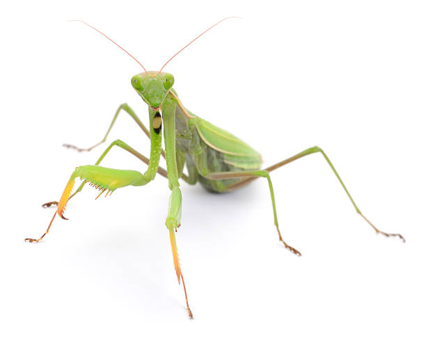 istock Green praying mantis isolated on white background 2238155390