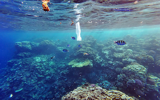 istock Marine pollution. A plastic bag in a coral reef 2238155482