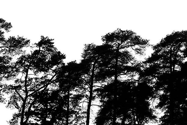 istock Silhouetted pines stretch upward, forming a black canopy on white background 2238156235