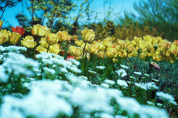 flowers in spring