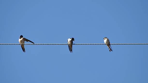 istock Village swallows sit on power lines in the summer. 2238160227