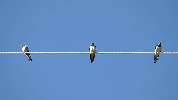 istock Barn swallows perched on a wire under a clear blue sky, basking in the sunny weather 2238160300