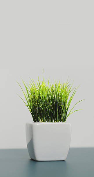istock pot with green grass on a white background 2238160456