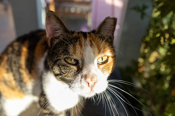 istock Rescue cats with disabilities in animal shelter 2238162576