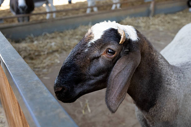 istock Domestic Sheep on a Farm with Human Interaction 2238163470