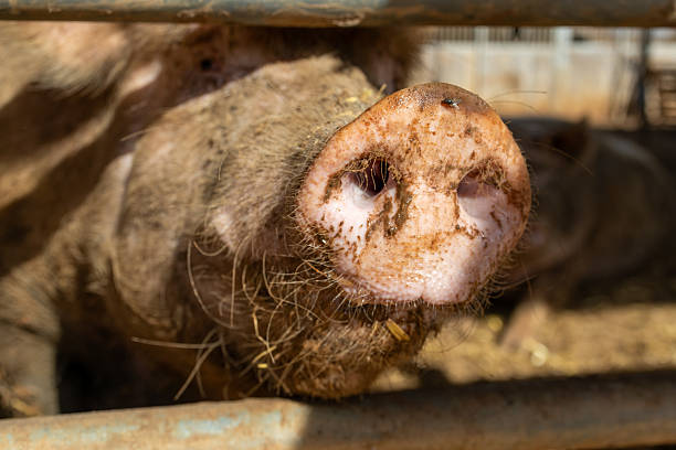 istock Dirty Pig in Farm Pen Close-Up 2238163892