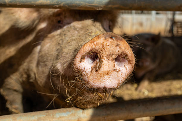 istock Dirty Pig in Farm Pen Close-Up 2238163919