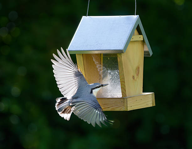 istock White-breasted Nuthatch flying away with sunflower seeds, Oslo Norway 2238164595