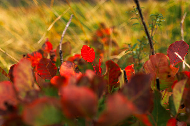 Close up of Beautiful smoke tree in autumn, Slovenia
