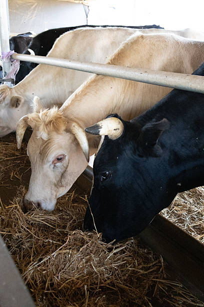 istock Dairy Cows Eating and Being Fed by Hand on Farm 2238165296