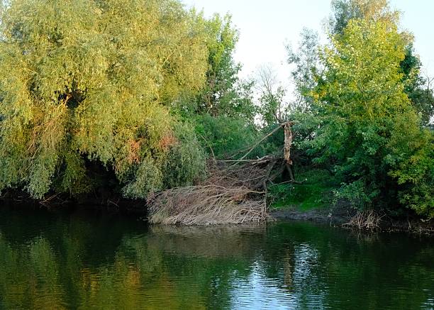 Calm waters reflect the green trees. A fallen tree stretches into the water.