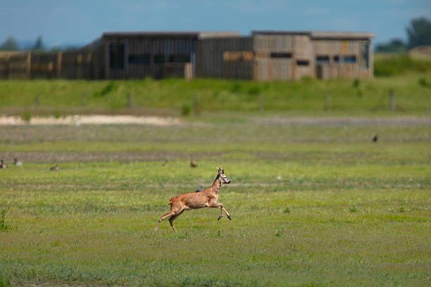 Male roe deer (Capreolus capreolus) or roebuck running across wetlands in front of a bird hide in summer at Steart Marshes, Somerset, United Kingdom