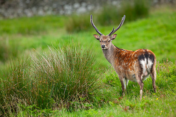 Male sika deer (Cervus nippon) in summer in the Scottish Highlands, United Kingdom