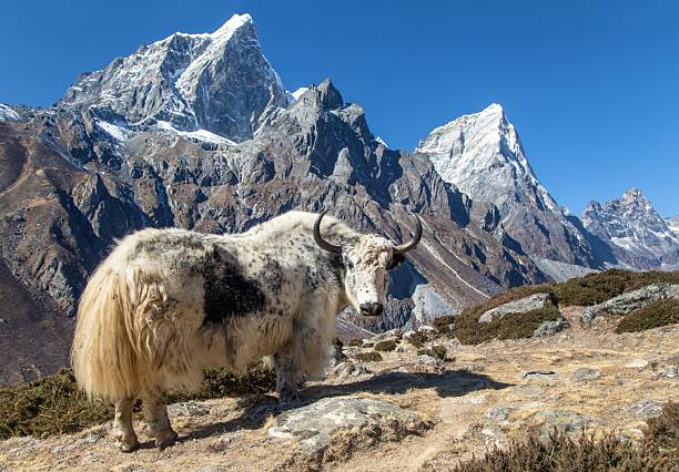 istock light yak or dzo on the way to Everest base camp 2238170216