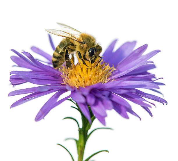 istock bee or honeybee Apis Mellifera isolated on white 2238170688