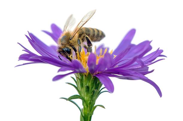istock bee or honeybee Apis Mellifera isolated on white 2238170696