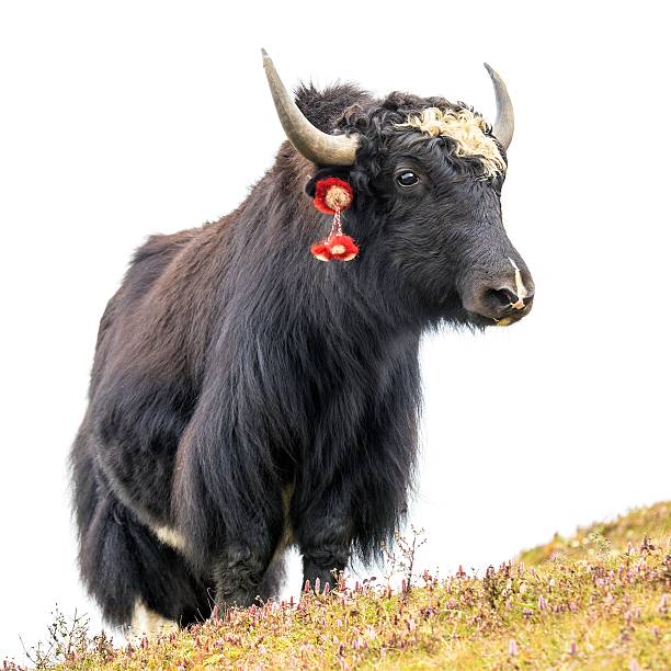 Yak or dzo, black and white yak isolated on white background, in latin Bos mutus grunniens
