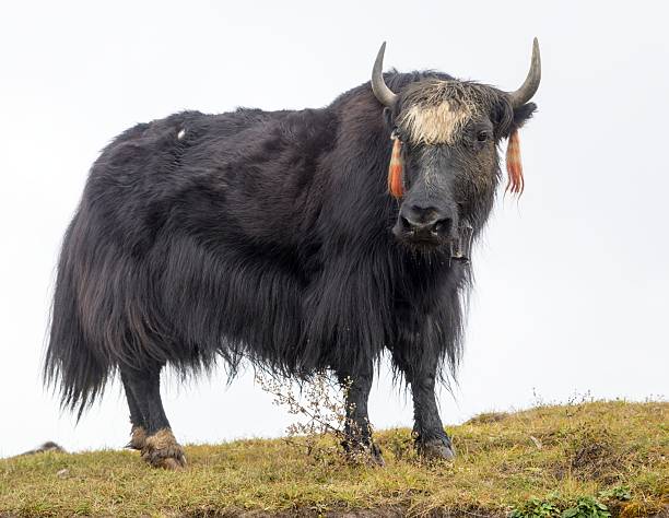 Yak is a large animal in Tibetan high land. It is resistant to very low temperature.\nYaks,with a fat body and long hair, can resist cold and are capable of carrying a heavy load long distances,so they have long been an important transportation \
