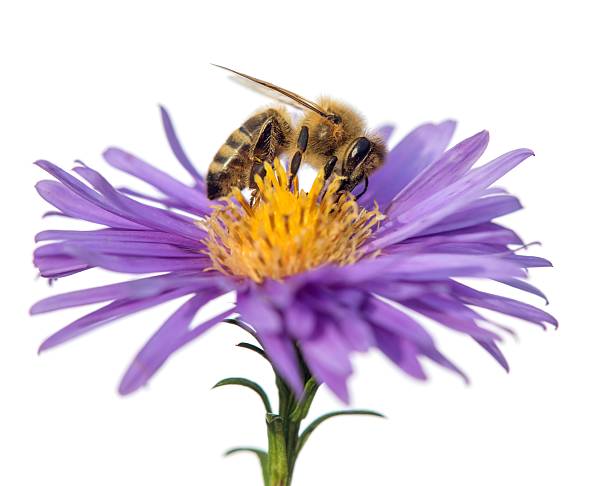 istock bee or honeybee Apis Mellifera isolated on white 2238174452