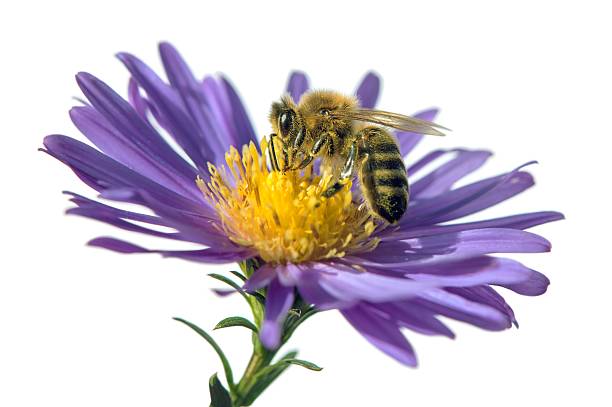 istock bee or honeybee Apis Mellifera isolated on white 2238174457