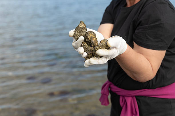 istock Oyster collection on the beach in the Netherlands 2238174852