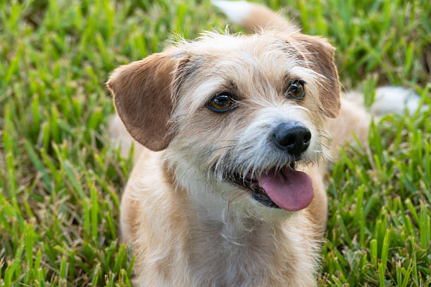 Mixed Breed Dog Lying on Grass