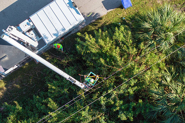 istock Technician worker cutting tree branches from the electrical power cable area to reduce power outages 2238175127