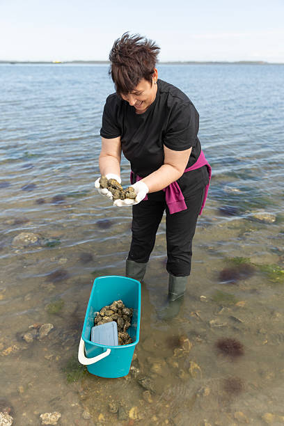 istock Oyster collection on the beach in the Netherlands 2238175170