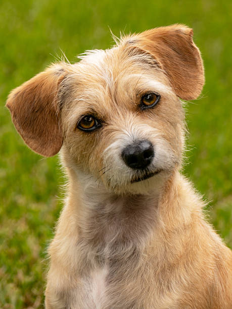 Portrait of the puppy dog