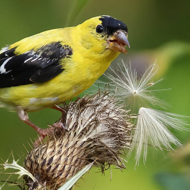 istock Closeup of a Goldfinch eating a thistle 2238176194
