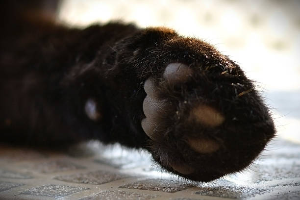 istock Details of a black cat's paw 2238178040