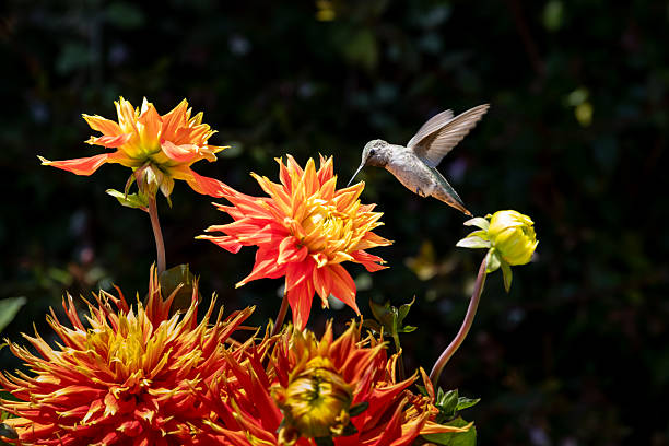 Dahlias Flowers and Hummingbird