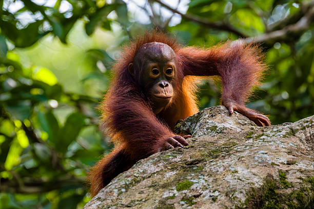 istock Young Wild Orangutan Climbing in Sepilok 2238180568