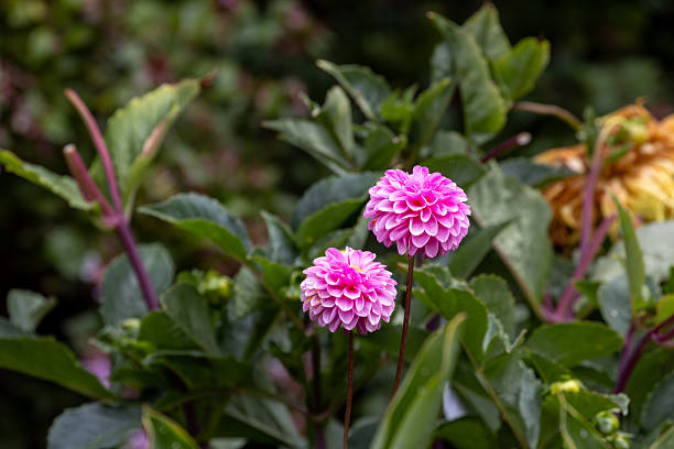Dahlias Flowers in The Garden